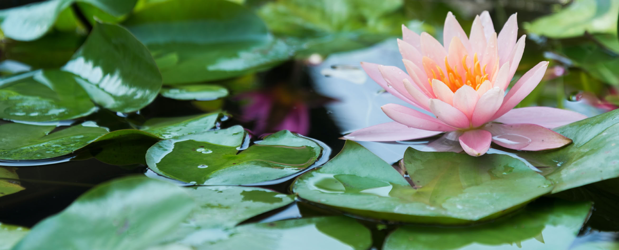 Meditation avec son mandala